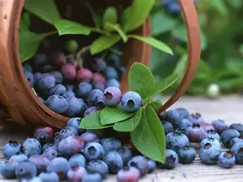 Fresh blueberries, a powerful antioxidant ingredient in Neuro Surge
