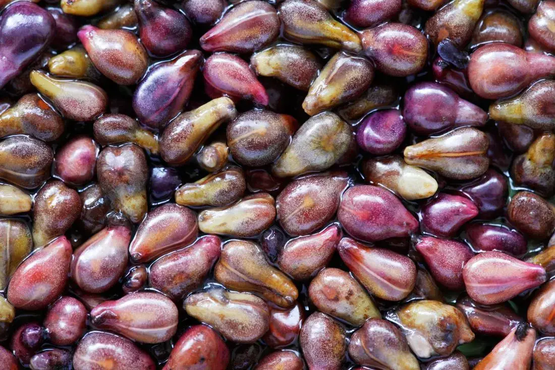 Close-up of grape seeds, antioxidant ingredient in Neuro Surge supplement